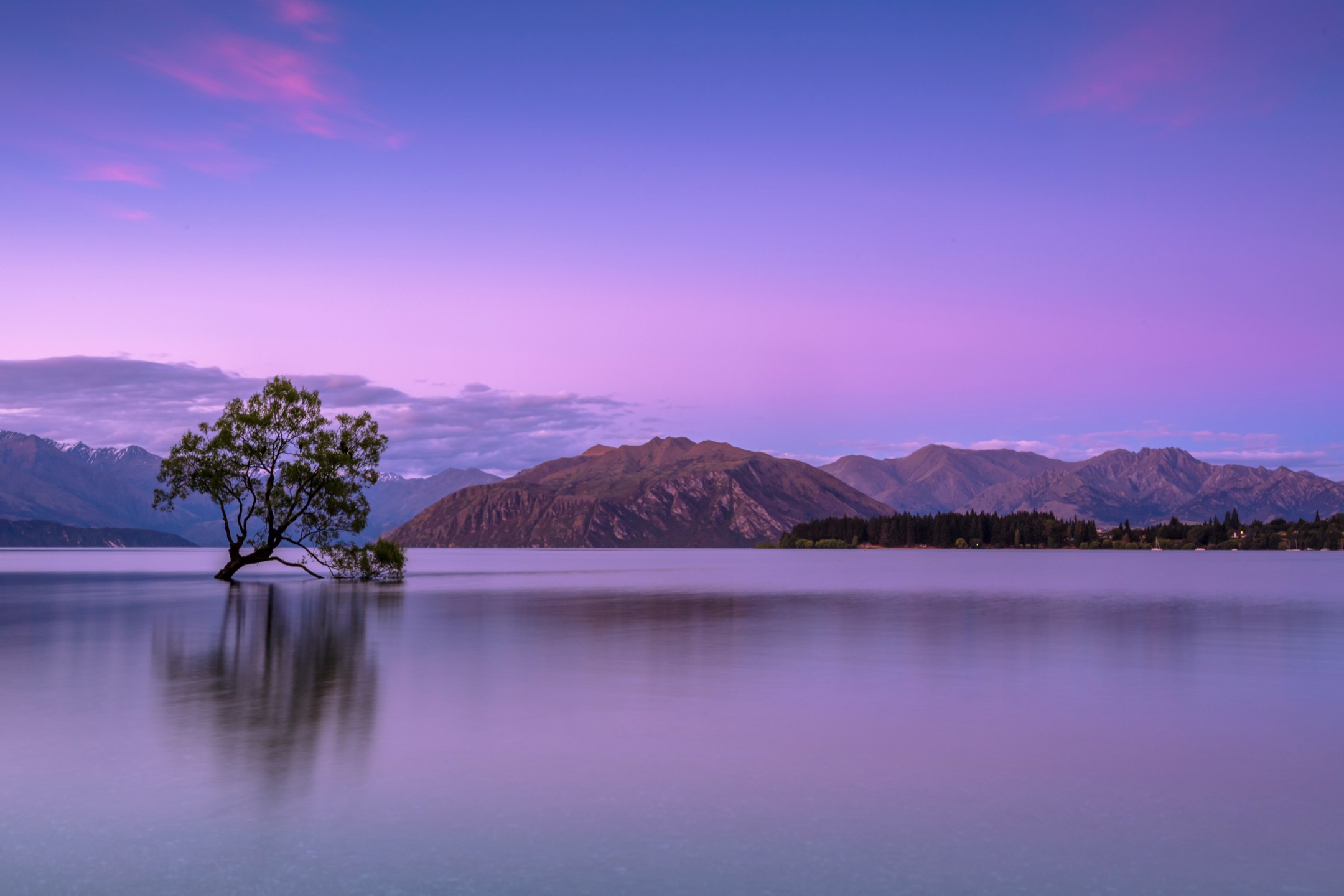 That Wānaka Tree, silhouetted with a pink and purple sunset.