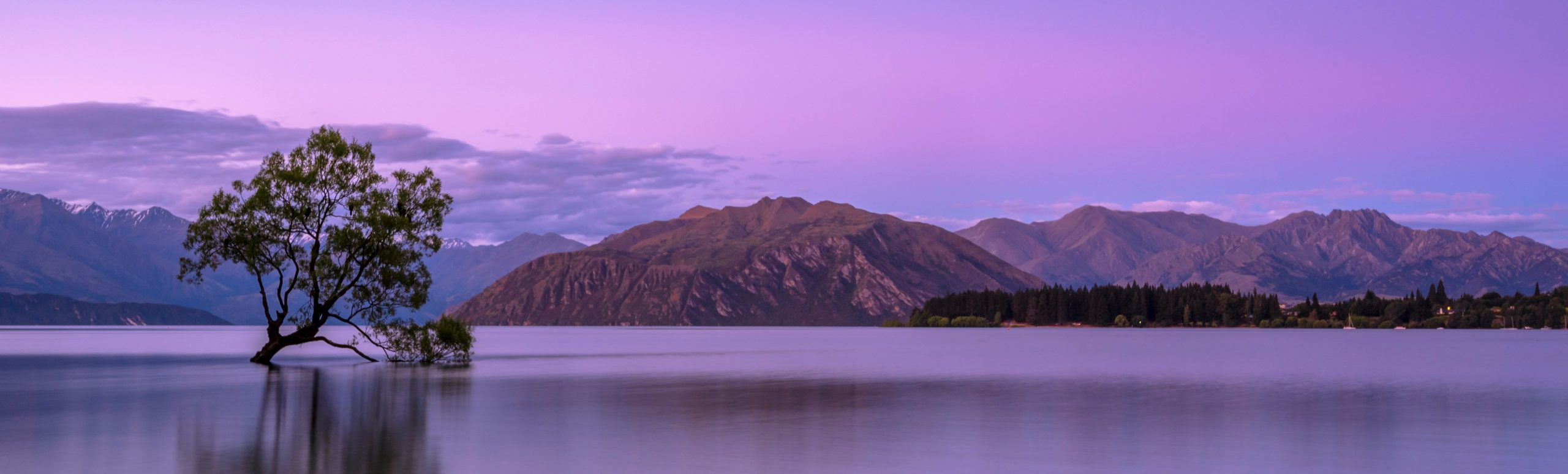 That Wānaka Tree, silhouetted with a pink and purple sunset.